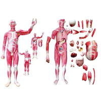 Modelo de Anatomía Humana, Figura Muscular Humana, Modelo del Sistema Muscular