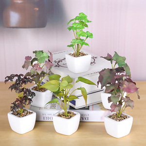<span class=keywords><strong>Cactus</strong></span> falso en maceta de China, decoración interior decorativa para el hogar, plantas artificiales-<span class=keywords><strong>Comprar</strong></span> artificiales - Product Image 3