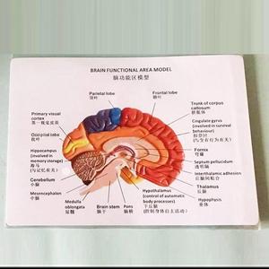 Modèle anatomique des zones fonctionnelles du <span class=keywords><strong>cerveau</strong></span> humain, codées par couleur, en 2 parties, pour l'enseignement de la neurosciences - Product Image 3