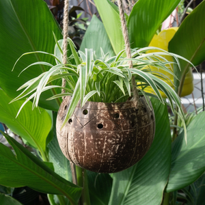 Maceta de jardín de cáscara de coco natural y reutilizable/maceta de fibra de coco que decora tu jardín hecho en Eco2go Vietnam - Product Image 1