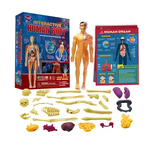 3D Toys Interactive Human Body Includes 60 Parts 11 Inch Tall Model Multiple Moveable Organs STEM Toys for 8+ Kids