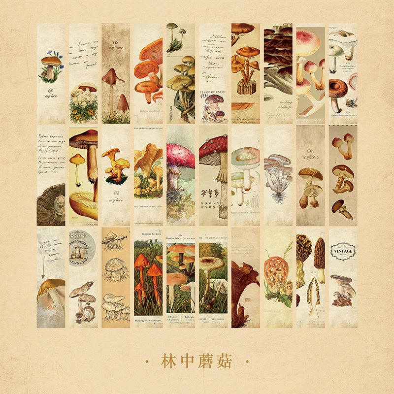 B Champignon dans la forêt