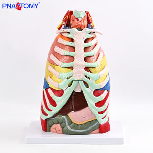 1:1 मानव थोरैसिक एनाटॉमी मॉडल डिचेबल हार्ट थायरॉयड, पसलियों, श्वसन प्रणाली, मांसपेशियों की कंकाल प्रणाली शिक्षण मॉडल - Product Image 1
