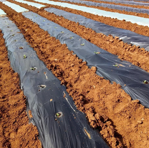 <span class=keywords><strong>Film</strong></span> de paillage plastique noir pour fraises, pastèques et légumes, longueurs 400m, 600m, 800m, option biodégradable disponible, <span class=keywords><strong>film</strong></span> de paillage - Product Image 3