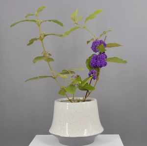 Maceta <span class=keywords><strong>de</strong></span> <span class=keywords><strong>barro</strong></span> <span class=keywords><strong>de</strong></span> magnesio Phalaenopsis Verde pequeña con diseño <span class=keywords><strong>de</strong></span> habitación modelo <span class=keywords><strong>de</strong></span> mesa interior Simple moderna - Product Image 2