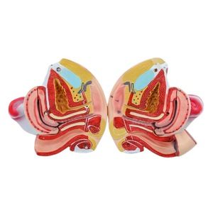 Modèle d'anatomie du système reproducteur féminin Medco avec structure ovarienne détachable pour la formation en chirurgie gynécologique - Product Image 4