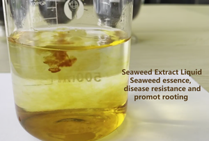 Extrait d'engrais d'algues Kenvos New Alga liquide Seaweed Foliar Fertilizer Liquid à bas prix - Product Image 4