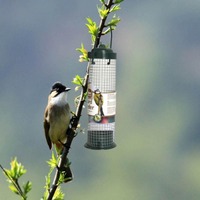 Mangeoire à oiseaux de qualité supérieure pour jardin, fil de fer en plastique lavable et automatique pour suspension extérieure