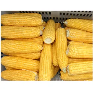 Best Price International Pass BRC China Carton Frozen Sweet Corn Brands