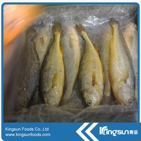 Bon prix et bonne qualité jaune glacé Croaker jaune Corvina