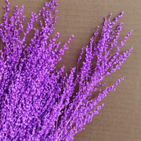Fleur préservée cent matériaux de fleurs de pointe pour les arrangements floraux et les décorations de maison de bouquet plantes séchées noël