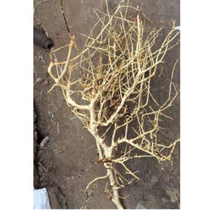 ตู้ปลาธรรมชาติจากประเทศไทย,กิ่งไม้ในตู้ปลาดริฟต์วูดสำหรับตู้ปลา - Product Image 1