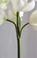 Magnolia blanca Real Touch orquídeas artificiales Navidad y salón de graduación arco arreglo floral boda decoración del hogar
