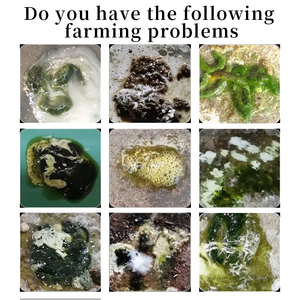 Pigeon Sản phẩm Probiotic bột tiêu hóa cải thiện thức ăn phụ gia cho dạ dày và ruột quy định - Product Image 4