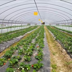 <span class=keywords><strong>Serre</strong></span> <span class=keywords><strong>tunnel</strong></span> agricole à structure <span class=keywords><strong>solide</strong></span> et faible coût pour fraises, en film plastique à simple travée - Product Image 5