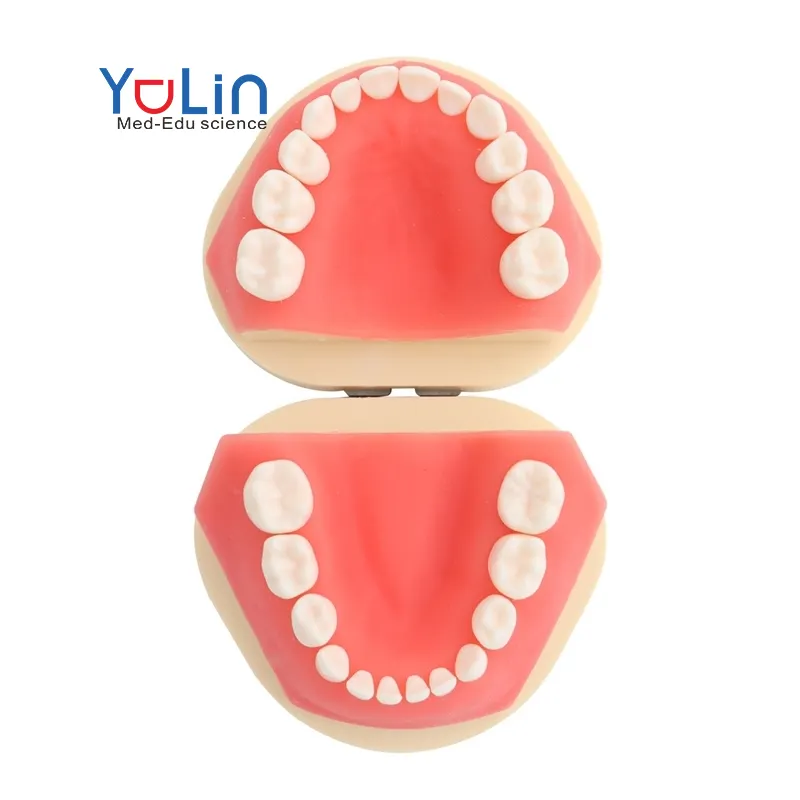 Diş yetişkin diş modeli ağız modeli diş öğretim ağız hijyeni 24 diş yumuşak diş etleri en iyi anlaşma protez