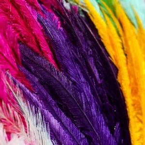 Vente en gros de plumes d'<span class=keywords><strong>autruche</strong></span> Nandu pour carnaval et costume très beauté plume d'<span class=keywords><strong>autruche</strong></span> Nandus 13-24" - Product Image 6