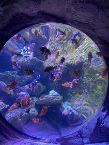 <span class=keywords><strong>Betta</strong></span> Aquarium Aquário Aquário para <span class=keywords><strong>Betta</strong></span> <span class=keywords><strong>Fish</strong></span> Aquário para <span class=keywords><strong>Betta</strong></span> <span class=keywords><strong>Fish</strong></span> - Product Image 3