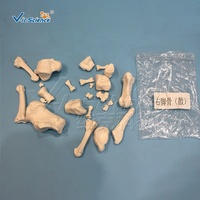 Modelo de Esqueleto Humano Desarticulado Completo, Huesos Sueltos Separados del Cuerpo Entero, Modelo de Enseñanza Médica de Anatomía