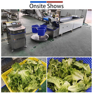 Lavadora de Vórtice Suave de 2000 kg/h para Lechuga, Nueva Lavadora de Vórtice para Verduras de Hoja y Lechuga - Product Image 3