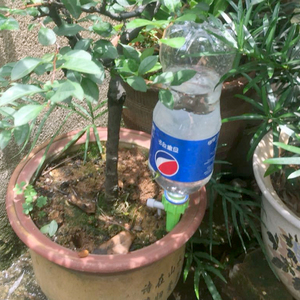 Arden-aatering, RIP, Pikes, Ripper, Ripper, omeland - Product Image 5