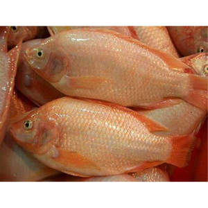 Tilapia <span class=keywords><strong>Roja</strong></span> Congelada Entera Directo de Fábrica MOQ 20 Toneladas para Importadores de África - Product Image 3