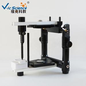 Modelo Educativo de Anatomía Dental Ajustable Promedio para Ciencias Médicas - Product Image 4