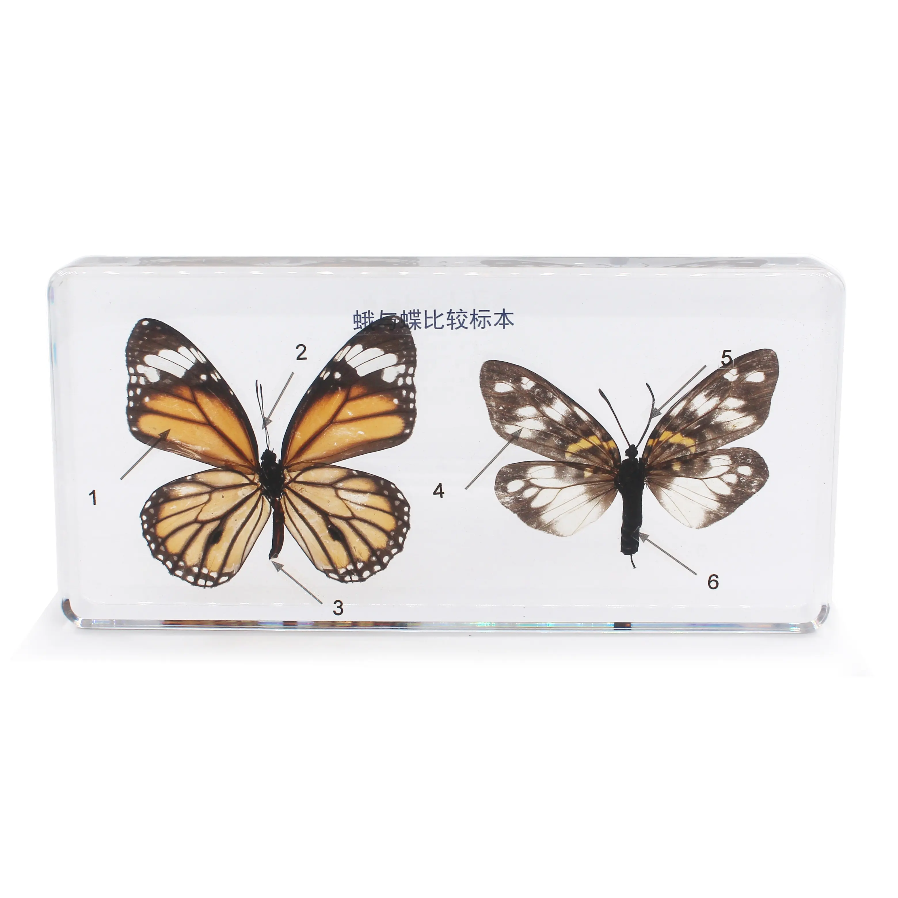 Comparative of the butterfly and moth insect bug beetle resin amber paperweight teaching aid learning kit education equipment