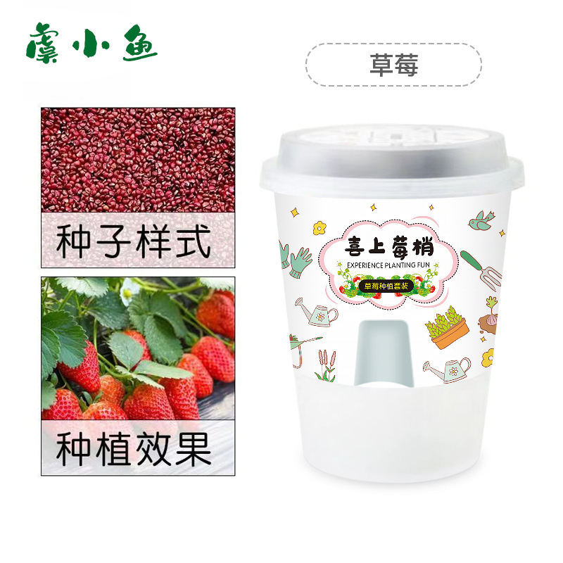 Kit de plantation de fraises