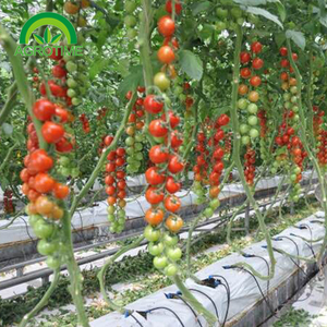 Bolsas de Cultivo de Fibra de Coco <span class=keywords><strong>para</strong></span> Invernaderos Hidropónicos, Bolsas de Cultivo de Coco <span class=keywords><strong>para</strong></span> Tomates Hidropónicos - Product Image 5