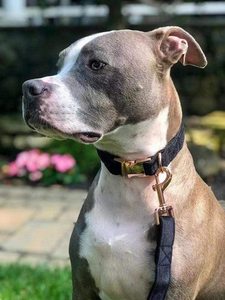 Populaire Nouveau Design Personnalisé Chien Collier Pour Animaux De Compagnie Laisse Harnais Kit Ensemble De Luxe Velours Rubans Doux Rembourré Personnalisé Nylon Gratuit - Product Image 3