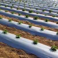 Groothandel landbouw mulchfolie grondbedekking anti-onkruid meerdere maten voor boomgaard fruitboomteelt veld gewas onkruidbestrijding