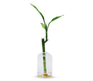<span class=keywords><strong>Vase</strong></span> en <span class=keywords><strong>verre</strong></span> borosilicate transparent <span class=keywords><strong>soufflé</strong></span> à la main OEM/ODM pour plante à fleurs Terrarium décoratif en <span class=keywords><strong>verre</strong></span> pour la maison, le bureau et les hôtels - Product Image 4