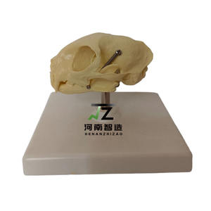 Fournitures éducatives, modèle d'enseignement de crâne de chat en plastique anatomique médical, peint à la main, sculpté avec soin - Product Image 2