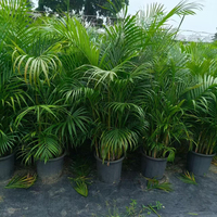 Pemasok Bonsai Pohon Palem Areca Alami Berkualitas Tinggi, Tanaman Dypsis Lutescens Grosir, Tanaman Hias Hidup untuk Rumah dan Kantor