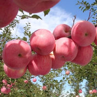 Prix des pommes fraîches de Chine/pomme rouge/pomme Fuji