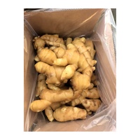 Chine Gingembre frais de haute qualité Meilleur prix Gingembre frais lavé Grande taille Gingembre lavé emballé dans un sac en filet