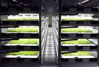 Système hydroponique vertical NFT pour ferme intelligente, serre en conteneur acier pour micro-légumes et légumes à feuilles, serres agricoles