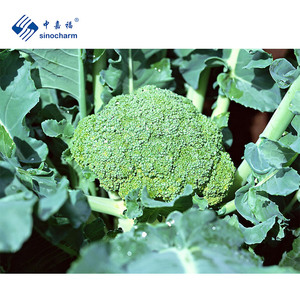 Sinocharm-Producto de 4 estrellas HACCP, 3-5cm, <span class=keywords><strong>brócoli</strong></span> verde congelado blanqueado, corte de brotes, 10kg, floretes a granel, <span class=keywords><strong>brócoli</strong></span> IQF de fácil cocción - Product Image 4