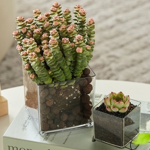 Vaso quadrato a cilindro quadrato in acrilico trasparente ispessito pianta verde idroponica succulenta vaso quadrato - Product Image 4