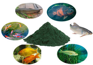 Algues naturelles de haute qualité spiruline alimentation animale dans la farine de poisson - Product Image 3