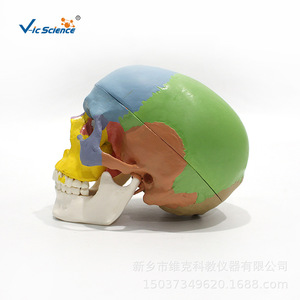 Modèle de crâne adulte coloré avancé pour l'enseignement, la médecine et l'esthétique - Product Image 3