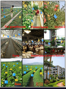 Piège à insectes collant double face jaune et bleu, plaque de colle imperméable pour le contrôle des parasites en serre, jardin et agriculture - Product Image 5