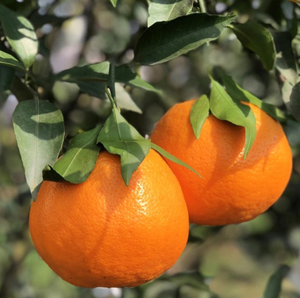 Citrine soyeuse au citron frais, naturel, Mandarin, Orange, nouvelle collection - Product Image 4