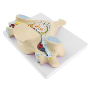 GelsonLab HSBM-136 Model saraf tulang belakang Vertebra serviks manusia - Product Image 4