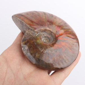 Venta al por mayor de fósiles de caracoles de cristal tallados, especímenes minerales para fines decorativos - Product Image 5