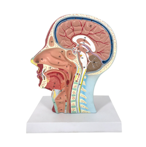 علم طبي-نموذج تشريحي طبي للعصب العضلي الضحل مع الأعصاب والأوعية الدموية بجودة عالية - Product Image 3