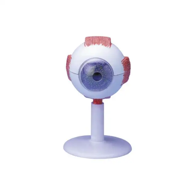 Modelo de ojo humano 50104,02