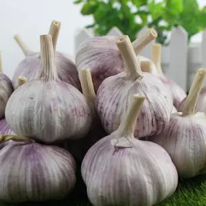Chinese Fresh Garlic White Bag Package Weight Normal Net Origin Type Shandong