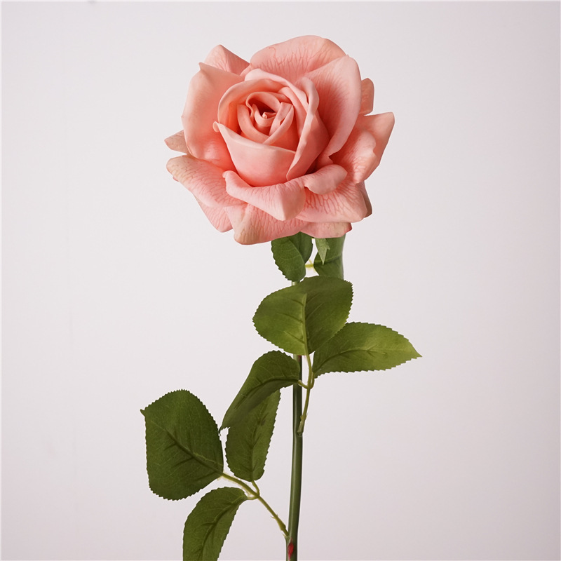 Rosa coral